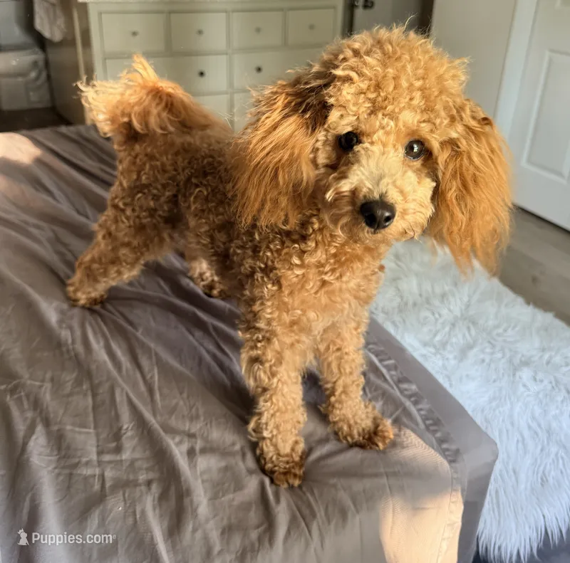 Cappuccino – Poodle - Miniature  puppy for sale in Bloomsburg, PA