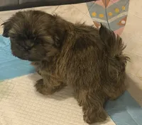 dark Boy, a male Shih Tzu for sale in Abilene, TX – 4 of 8