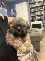 dark Boy, a male Shih Tzu for sale in Abilene, TX – 5 of 8