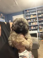 dark Boy, a male Shih Tzu for sale in Abilene, TX – 8 of 8