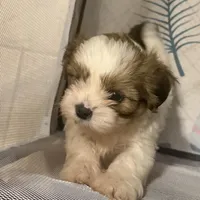 Tri colored boy, a male Shih Tzu for sale in Abilene, TX – 4 of 5