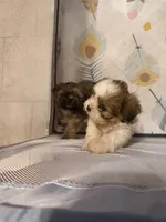 Tri colored boy, a male Shih Tzu for sale in Abilene, TX – 5 of 5