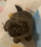 dark Boy, a male Shih Tzu for sale in Abilene, TX – 1 of 8