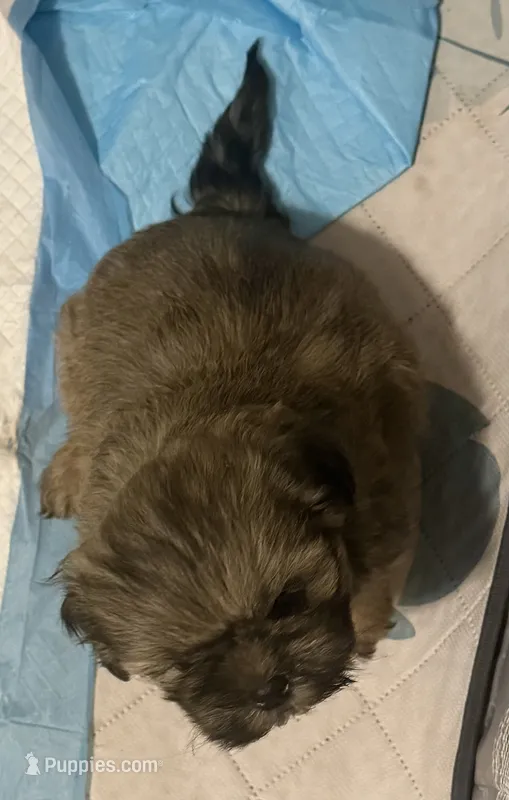 light brown boy – Shih Tzu puppy for sale in Abilene, TX