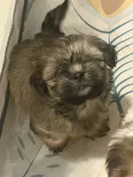 dark Boy, a male Shih Tzu for sale in Abilene, TX – 6 of 8