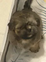 dark Boy, a male Shih Tzu for sale in Abilene, TX – 2 of 8