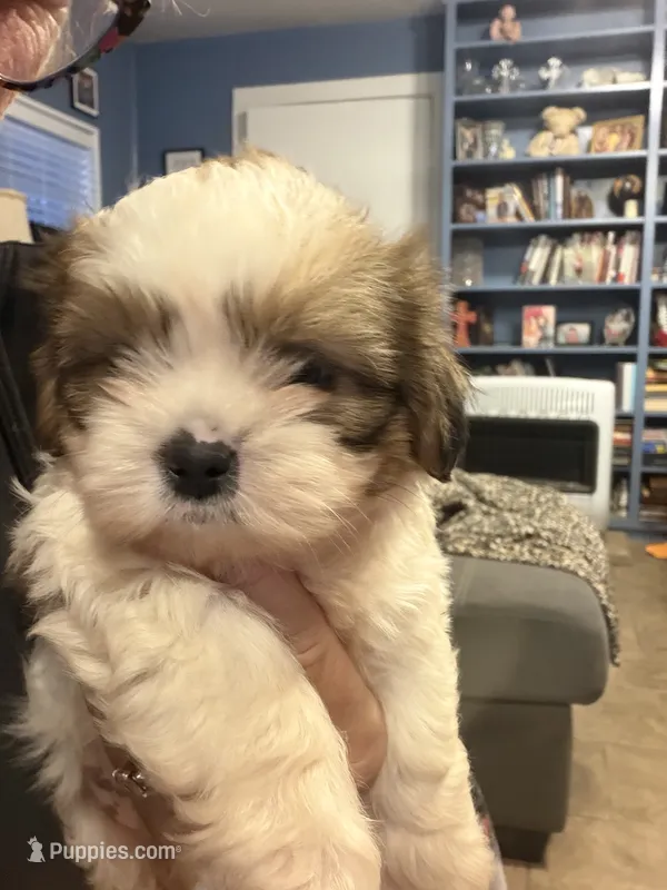 Tri colored boy – Shih Tzu puppy for sale in Abilene, TX