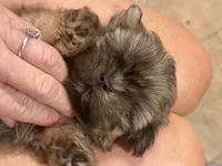 light brown boy, a male Shih Tzu for sale in Abilene, TX – 3 of 4