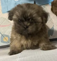dark Boy, a male Shih Tzu for sale in Abilene, TX – 7 of 8
