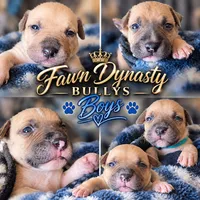 Avery, a male American Bully for sale in Ozone Park, NY – 6 of 7