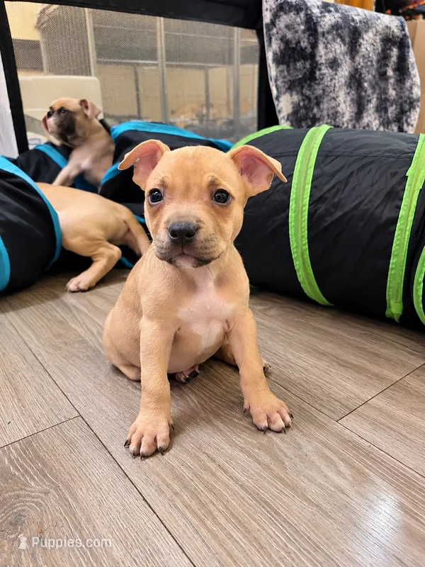 Miracle (micro runt) – American Bully puppy for sale in Ozone Park, NY
