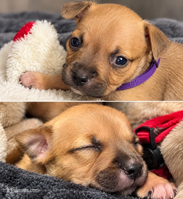 Miracle (micro runt) – American Bully puppy for sale in Ozone Park, NY