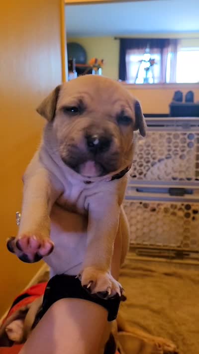 Amethyst , a female American Bully for sale in Ozone Park, NY – 3 of 3