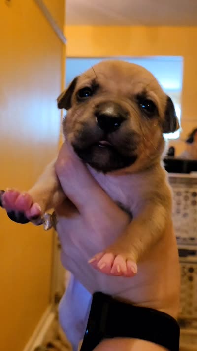 Rosey, a female American Bully for sale in Ozone Park, NY – 4 of 4