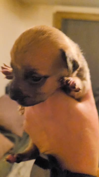 Rocky, a male American Bully for sale in Ozone Park, NY – 4 of 4