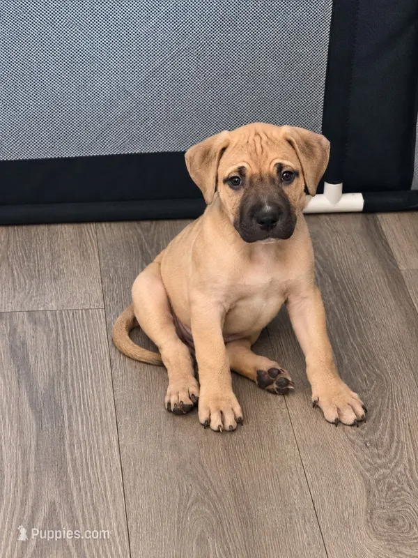 Neo – American Bully puppy for sale in Ozone Park, NY