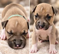 Axel, a male American Bully for sale in Ozone Park, NY – 1 of 7