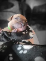 Neo, a male American Bully for sale in Ozone Park, NY – 4 of 9