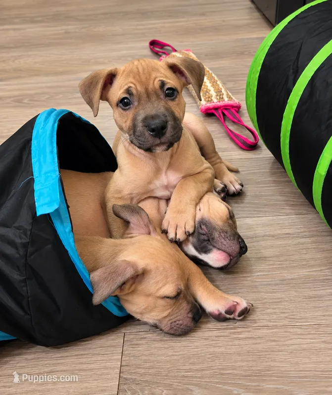 Axel – American Bully puppy for sale in Ozone Park, NY