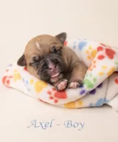 Axel, a male American Bully for sale in Ozone Park, NY – 4 of 7