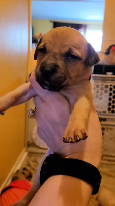 Melody , a female American Bully for sale in Ozone Park, NY – 5 of 5