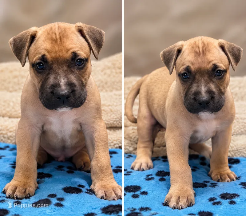 Neo – American Bully puppy for sale in Ozone Park, NY