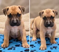 Neo, a male American Bully for sale in Ozone Park, NY – 1 of 9