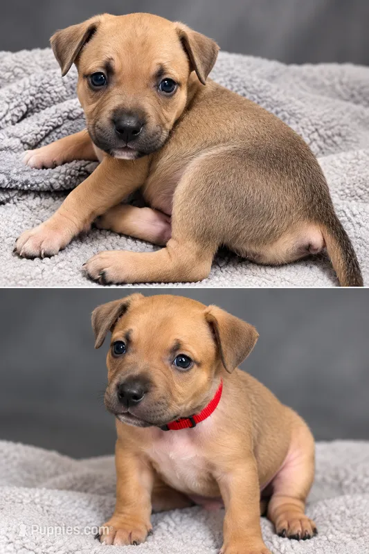 Rosey – American Bully puppy for sale in Ozone Park, NY