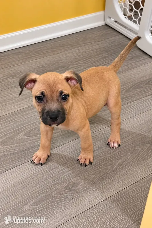 Rocky (runt) – American Bully puppy for sale in Ozone Park, NY
