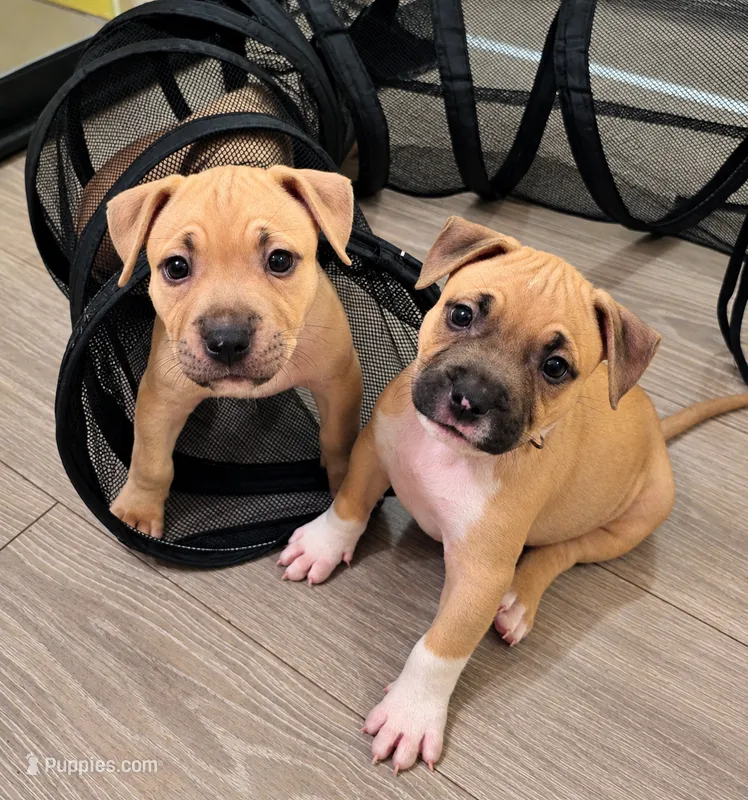 Amethyst  – American Bully puppy for sale in Ozone Park, NY