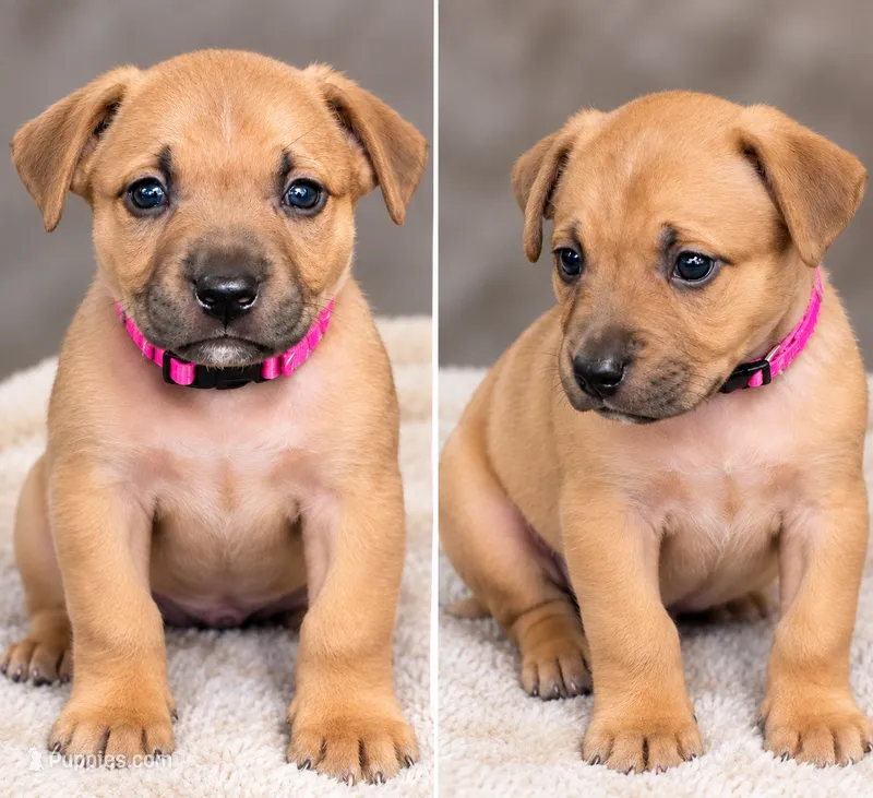 Melody  – American Bully puppy for sale in Ozone Park, NY