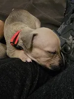 Rosey, a female American Bully for sale in Ozone Park, NY – 2 of 4