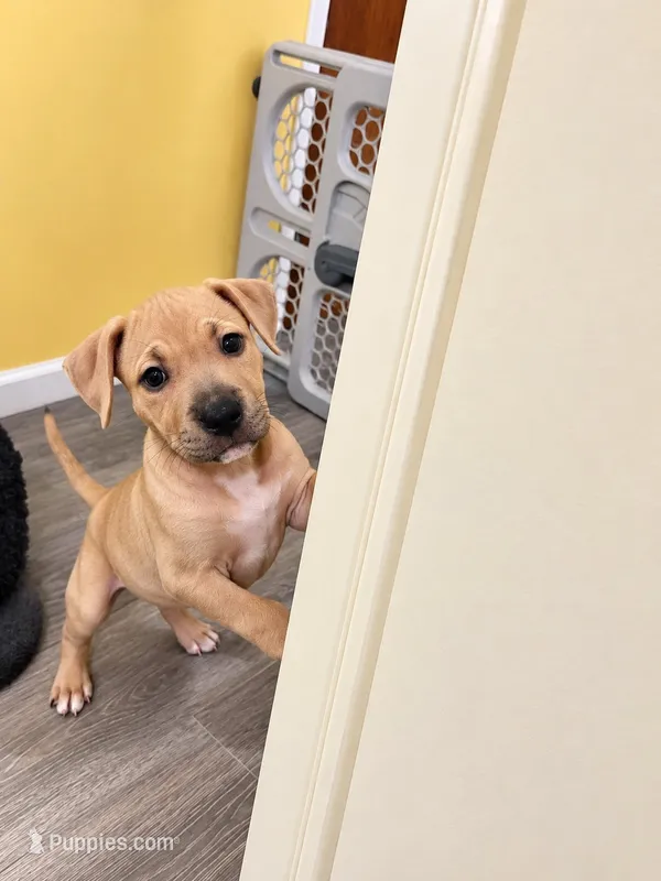 Amethyst  – American Bully puppy for sale in Ozone Park, NY
