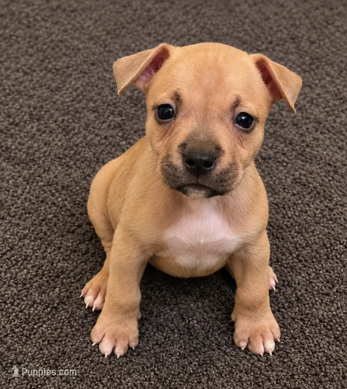Miracle (micro runt) – American Bully puppy for sale in Ozone Park, NY