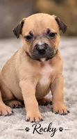 Rocky (runt), a male American Bully for sale in Ozone Park, NY – 2 of 6