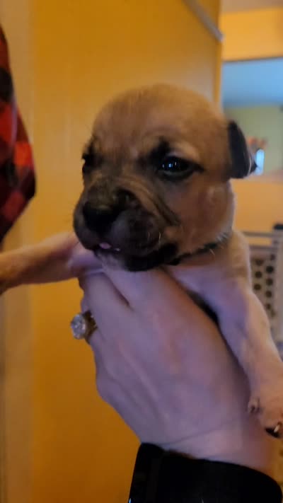 Avery, a male American Bully for sale in Ozone Park, NY – 7 of 7