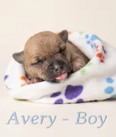Avery, a male American Bully for sale in Ozone Park, NY – 4 of 7