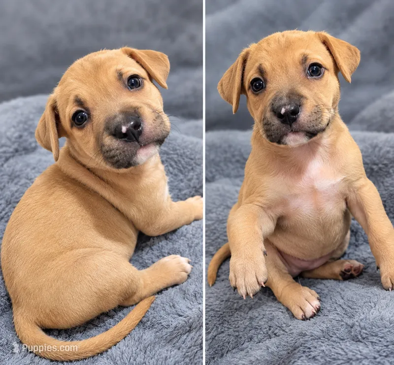 Amethyst  – American Bully puppy for sale in Ozone Park, NY