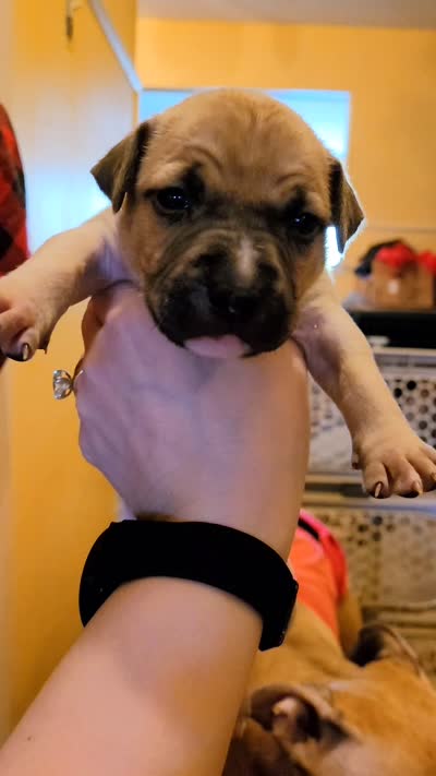 Neo, a male American Bully for sale in Ozone Park, NY – 9 of 9