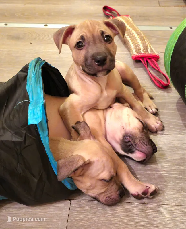 Rosey – American Bully puppy on hold in Ozone Park, NY