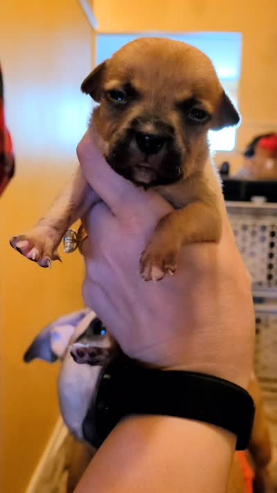 Miracle (micro runt), a female American Bully for sale in Ozone Park, NY – 4 of 5