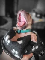 Avery, a male American Bully for sale in Ozone Park, NY – 2 of 7