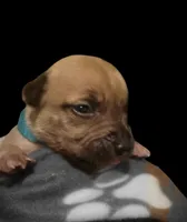 Avery, a male American Bully for sale in Ozone Park, NY – 3 of 7