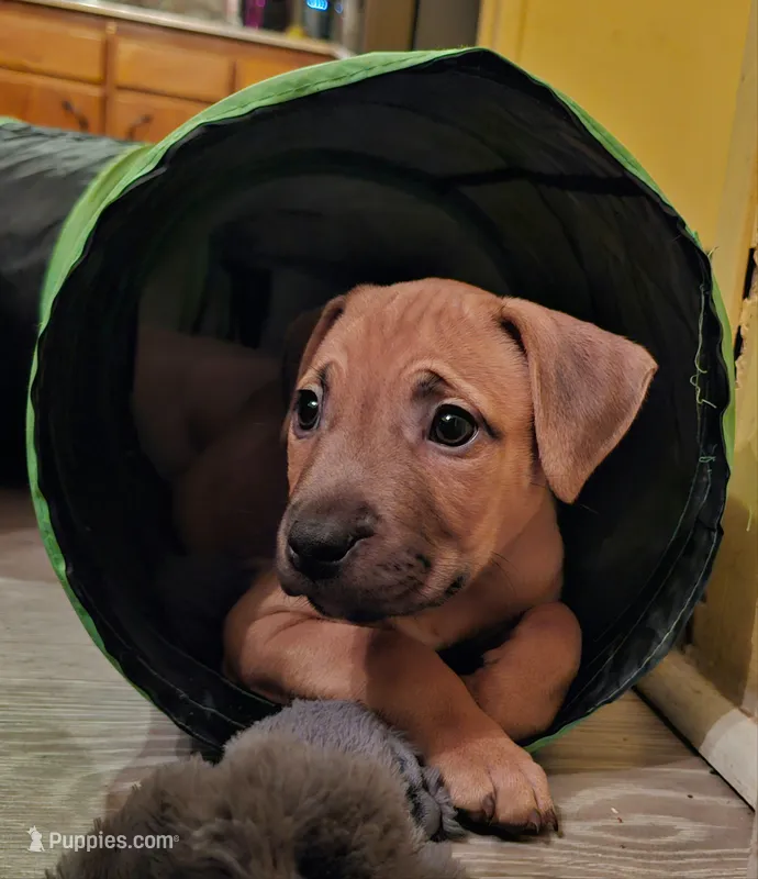 Melody  – American Bully puppy for sale in Ozone Park, NY