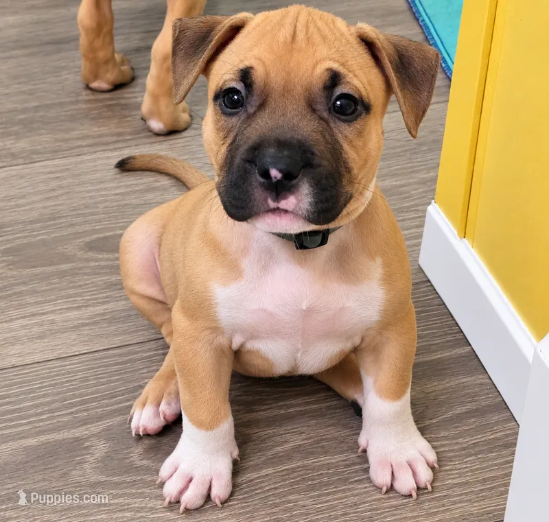 Axel – American Bully puppy for sale in Ozone Park, NY