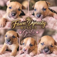 Miracle (micro runt), a female American Bully for sale in Ozone Park, NY – 2 of 5