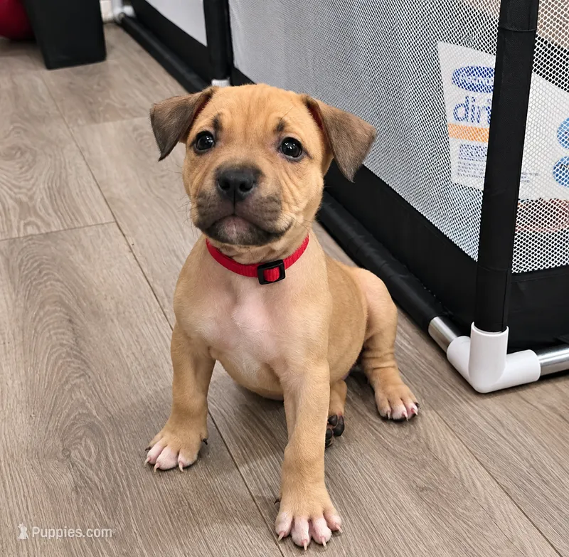 Rosey – American Bully puppy for sale in Ozone Park, NY