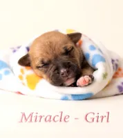 Miracle (micro runt), a female American Bully for sale in Ozone Park, NY – 3 of 5