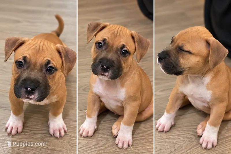 Avery – American Bully puppy for sale in Ozone Park, NY