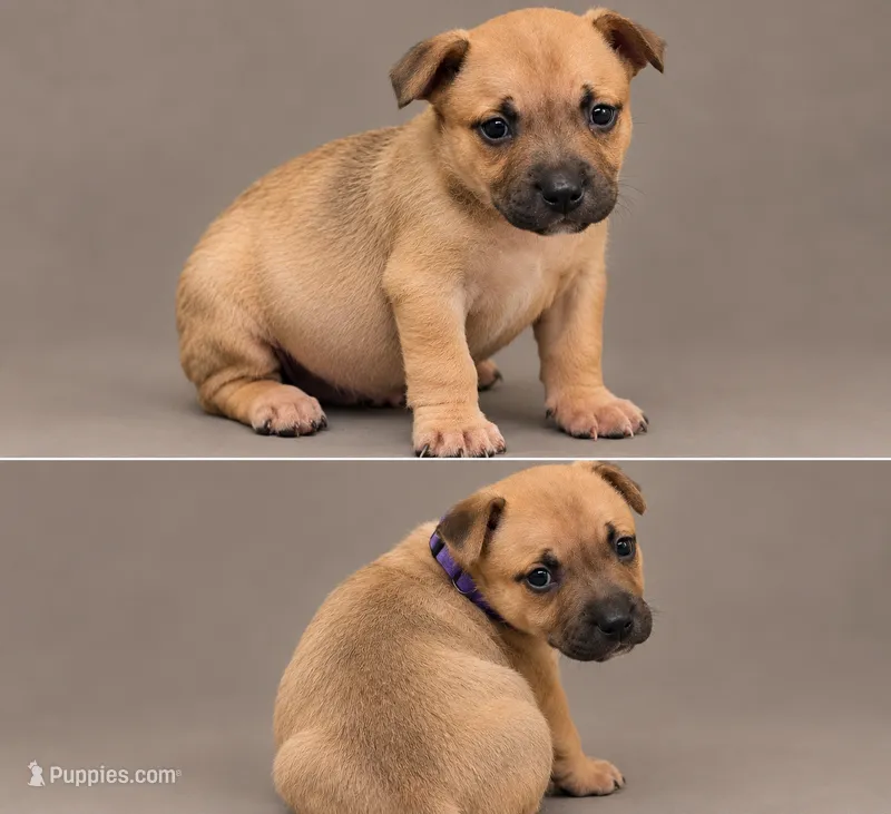 Avery – American Bully puppy for sale in Ozone Park, NY